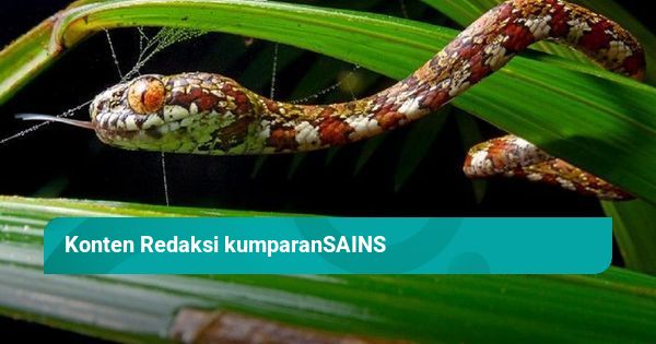 Yetuk jinsiy aloqa video